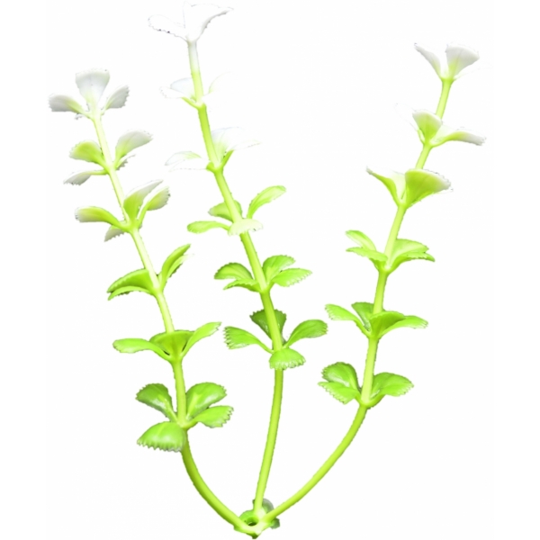 Сосна, 1,5 м. Розпушена