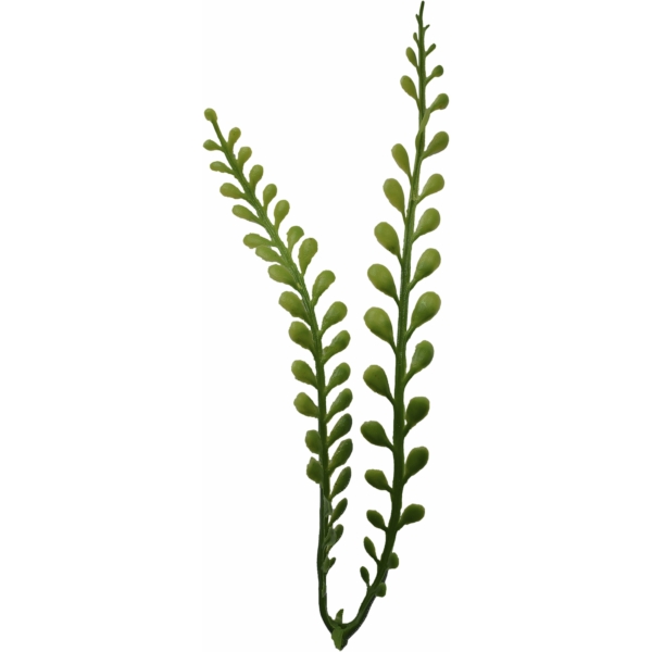 Сосна, 1,5 м. Розпушена