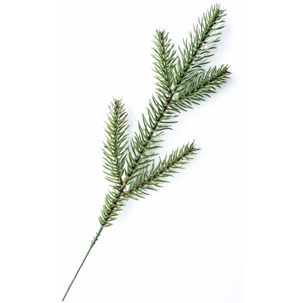 Сосна, 1,5 м. Розпушена