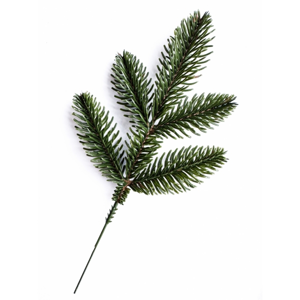 Сосна, 1,5 м. Розпушена