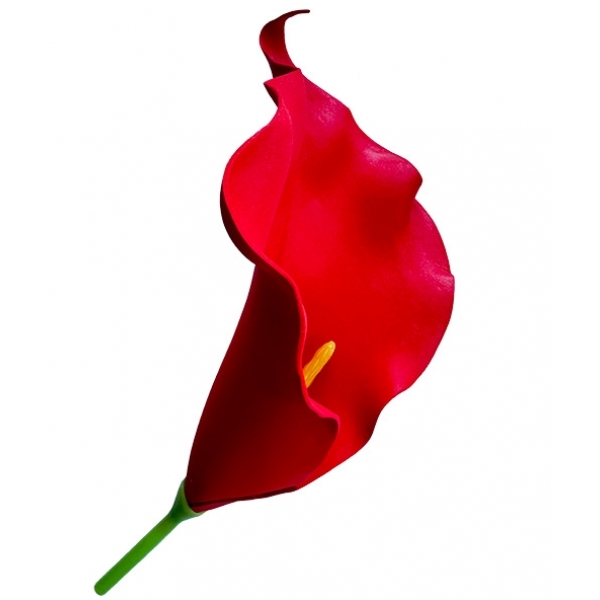 Сосна, 1,5 м. Розпушена