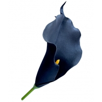 Калла латексна чорна