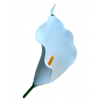 Калла латексна біла