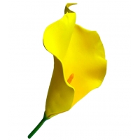 Калла латексна жовта