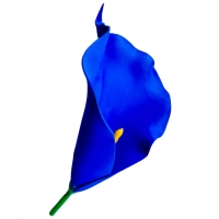 Калла латексна синя