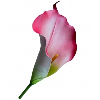 Калла латексна рожева