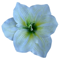 Амариліс білий