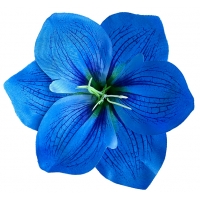 Амариліс блакитний