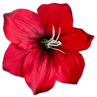 Амариліс червоний