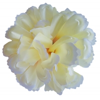 Голівка хризантеми кремова