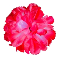 Голівка хризантеми малинова