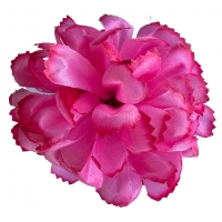 Голівка хризантеми рожева