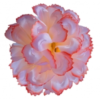 Голівка хризантеми бордово-рожева