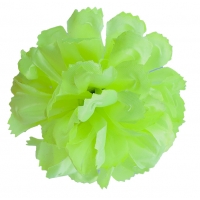 Голівка хризантеми салатової