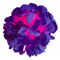 Голівка хризантеми фіолетово-рожевої