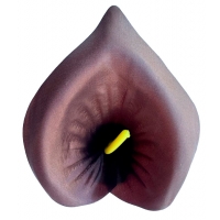 Calla head atlas dark brown
