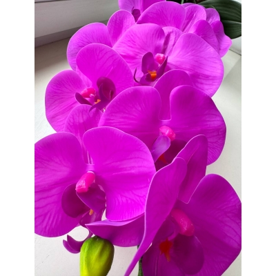 Сосна, 1,5 м. Розпушена