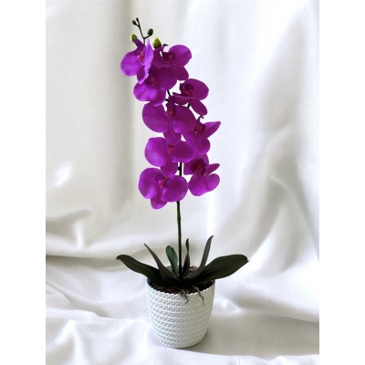 Сосна, 1,5 м. Розпушена