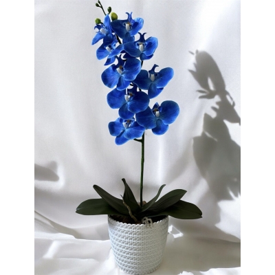 Сосна, 1,5 м. Розпушена