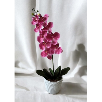 Сосна, 1,5 м. Розпушена