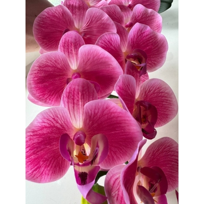 Сосна, 1,5 м. Розпушена