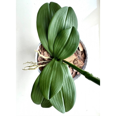 Сосна, 1,5 м. Розпушена