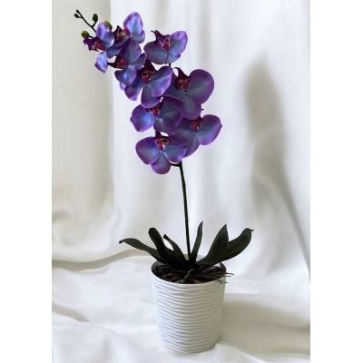 Сосна, 1,5 м. Розпушена