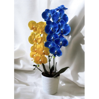 Сосна, 1,5 м. Розпушена