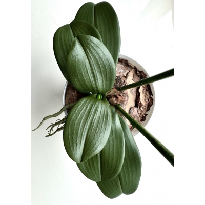 Сосна, 1,5 м. Розпушена