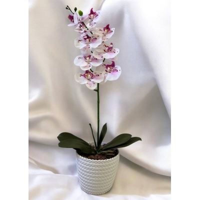 Сосна, 1,5 м. Розпушена