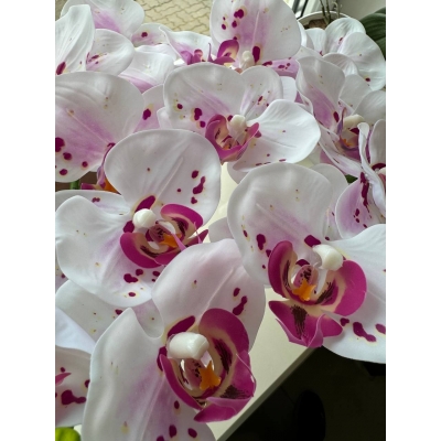 Сосна, 1,5 м. Розпушена