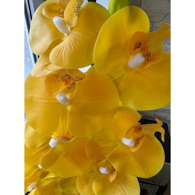 Сосна, 1,5 м. Розпушена