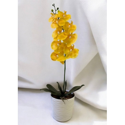 Сосна, 1,5 м. Розпушена