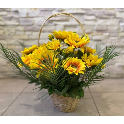 Сосна, 1,5 м. Розпушена