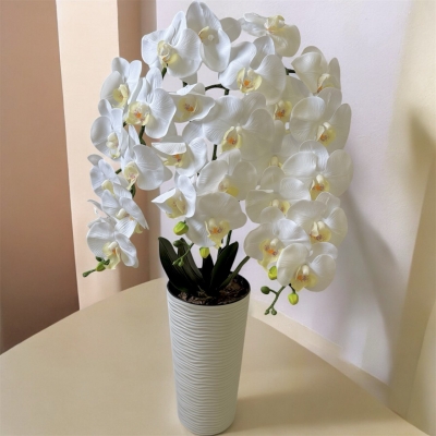 Сосна, 1,5 м. Розпушена