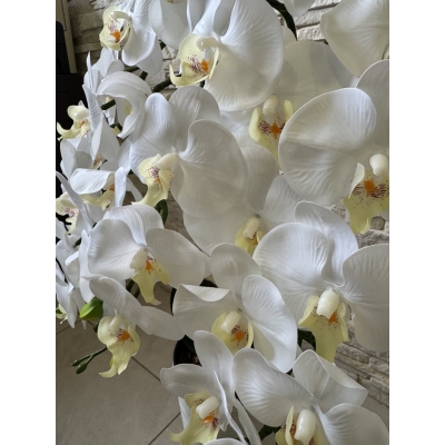 Сосна, 1,5 м. Розпушена