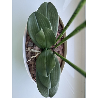 Сосна, 1,5 м. Розпушена