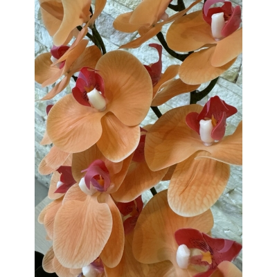 Сосна, 1,5 м. Розпушена