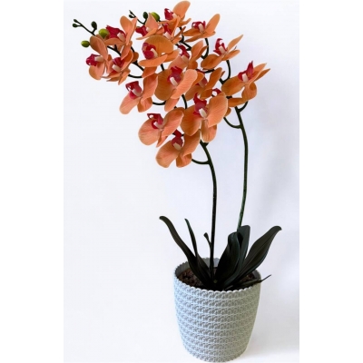 Сосна, 1,5 м. Розпушена