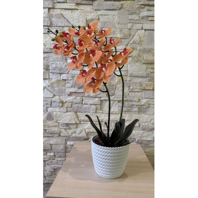 Сосна, 1,5 м. Розпушена