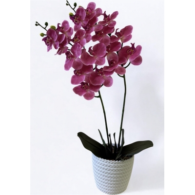 Сосна, 1,5 м. Розпушена