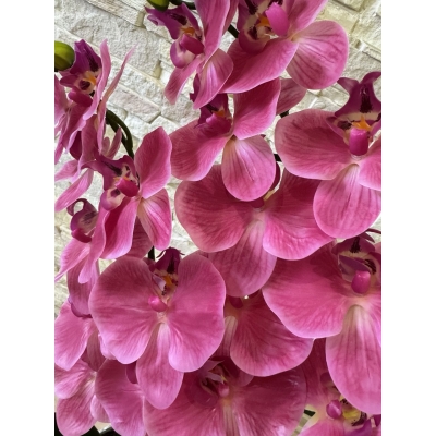 Сосна, 1,5 м. Розпушена