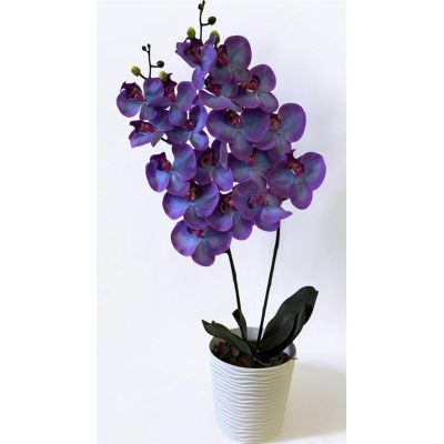 Сосна, 1,5 м. Розпушена