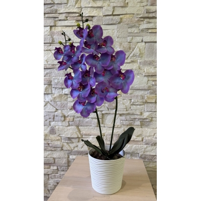 Сосна, 1,5 м. Розпушена