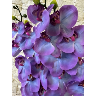 Сосна, 1,5 м. Розпушена