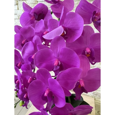 Сосна, 1,5 м. Розпушена