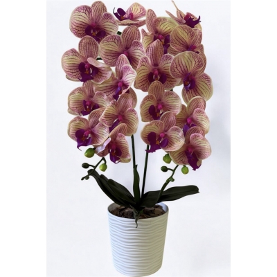 Сосна, 1,5 м. Розпушена