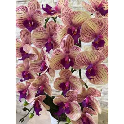 Сосна, 1,5 м. Розпушена