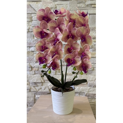 Сосна, 1,5 м. Розпушена