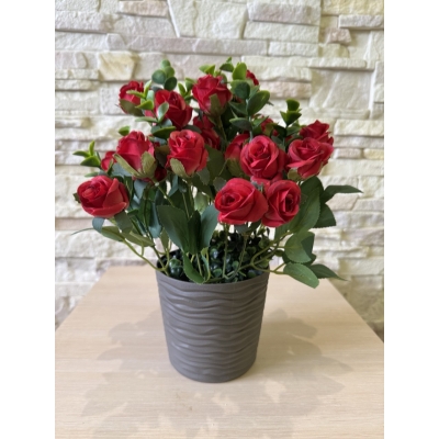 Сосна, 1,5 м. Розпушена